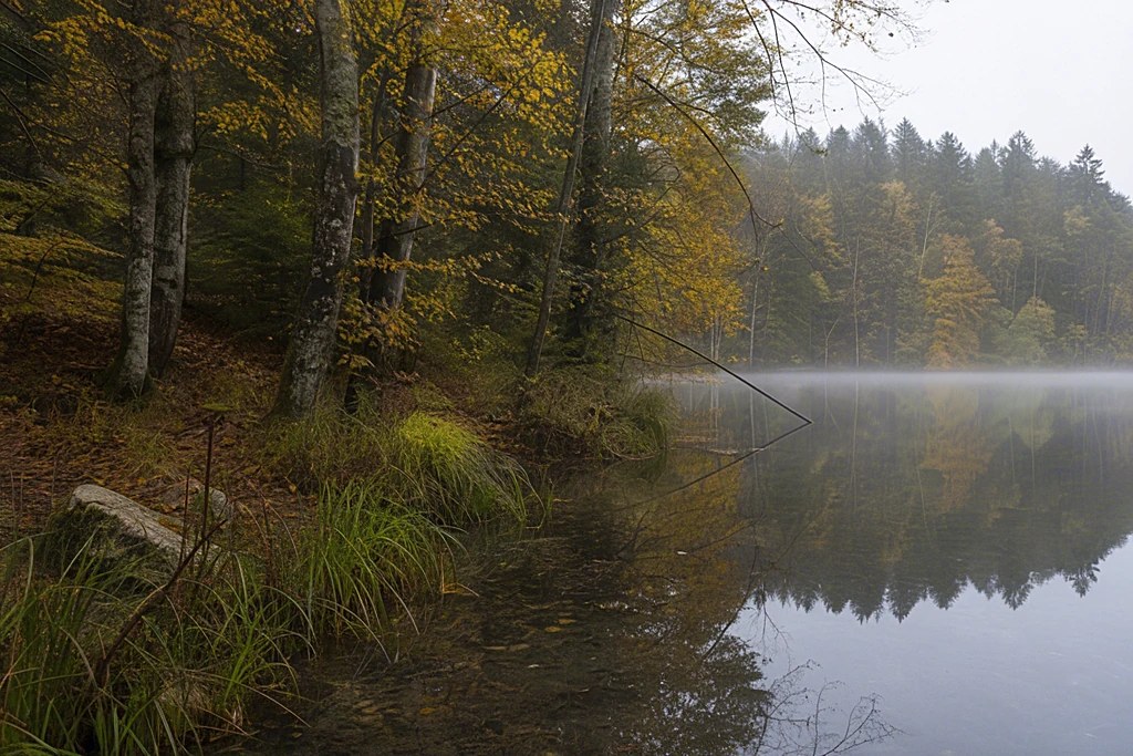 Ruhiger Waldsee im Herbst mit Schilf am Ufer und Dunst über dem Wasser